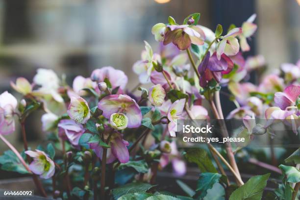 Hellebore Roses Blooming Stock Photo - Download Image Now - Arts Culture and Entertainment, Beauty, Black Color