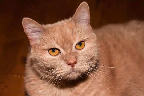 Closeup view of a seriously looking ginger cat with long whiskers and yellow eyes.