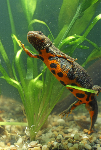 Male Italian crested newt (Triturus carnifex)