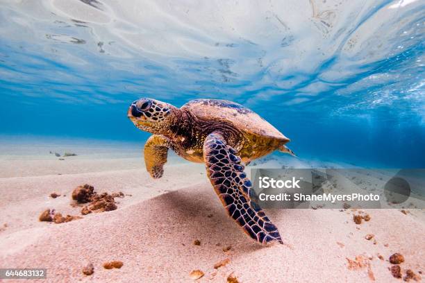 Beautiful Hawaiian Green Sea Turtle Stock Photo - Download Image Now - Sea Turtle, Swimming, Beach