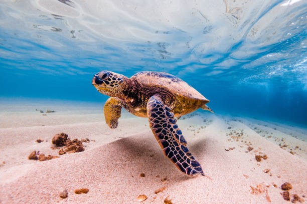 piękny hawajski zielony żółw morski - sea turtle coral turtle green sea turtle zdjęcia i obrazy z banku zdjęć