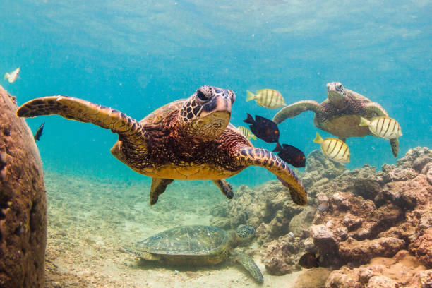 istock Beautiful Hawaiian Green Sea Turtle 644683766