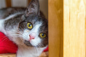 katze-schaut-erschrocken.jpg?b=1&s=170x170&k=20&c=3M1nG9dztp-F-COljYAbcGrzfHdg3JlGK0nJd_PJRog=