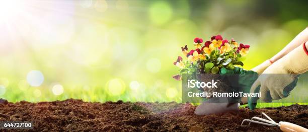 Gardening Planting A Pansy In Garden Stock Photo - Download Image Now - Planting, Springtime, Gardening