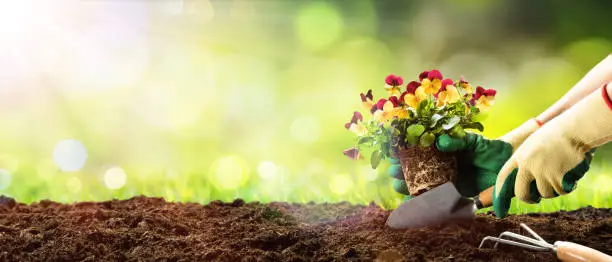 Planting A Flower Pansy With Shovel In Dirt