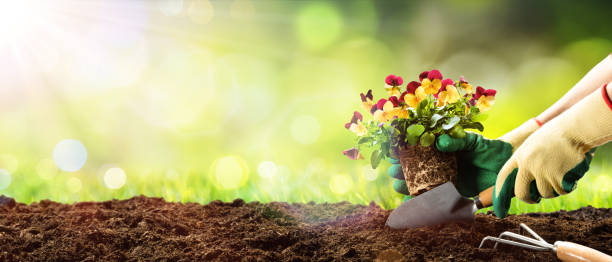 gardening - planting a pansy in garden - shovel trowel dirt plant imagens e fotografias de stock