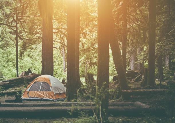 istock Tent Camping in the Forest Wilderness. Camping Theme. 644733124