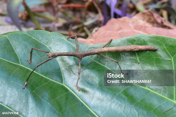 Foto de Bug De Vara Marrom Aka Lonchodes Brevipes e mais fotos de stock de Animal selvagem - Animal selvagem, Bicho-Pau, Comportamento animal