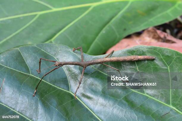 Foto de Bug De Vara Marrom Aka Lonchodes Previpes e mais fotos de stock de Bicho-Pau - Bicho-Pau, Animal selvagem, Camuflagem