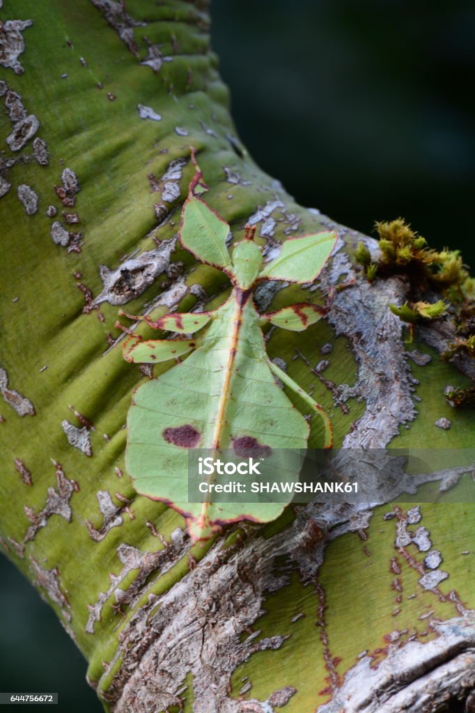 verde folha inseto aka Phyllium celebicum, - Foto de stock de Asa animal royalty-free