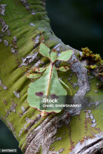 Foto de Verde Folha Inseto Aka Phyllium Celebicum e mais fotos de stock de Asa animal - Asa animal, Bicho-Pau, Comportamento animal