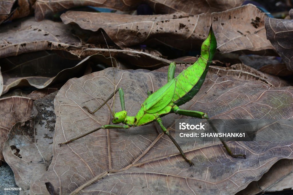 Inseto-pau malaio - Foto de stock de Animal selvagem royalty-free