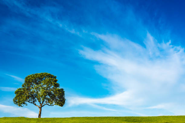 istock a tree on green grass field across the beautiful clouds in the  blue sky 644783872