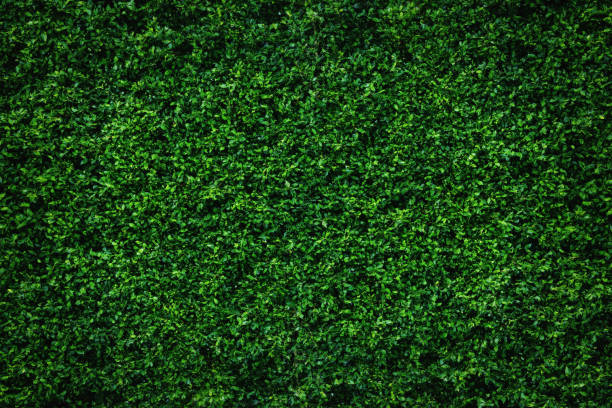 hojas de resumen verde natural de la pared. - arbusto fotografías e imágenes de stock