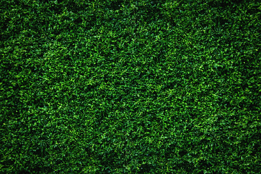 Backdrop of abstract green leaves natural wall.