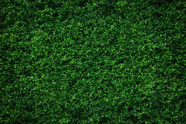 Photo of Abstract green leaves natural wall.