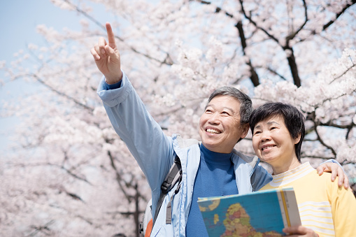 Old couple take map and show something to you with cherry blossoms in japan