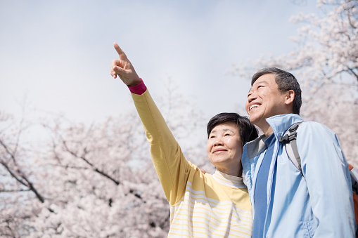 Old couple show something to you with cherry blossoms in japan