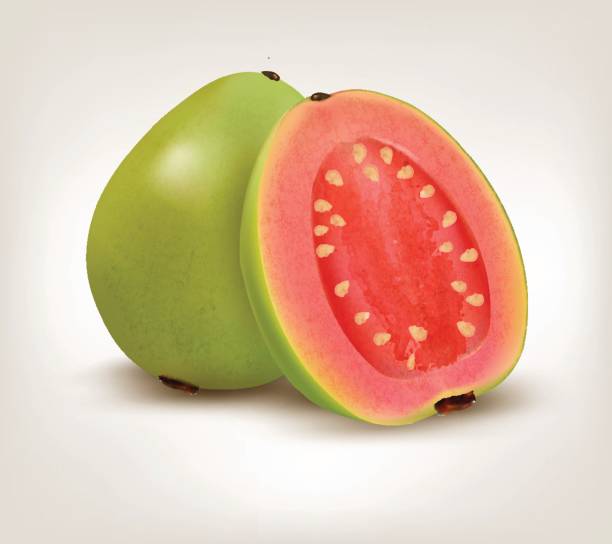 frische grüne guave-frucht. vektor. - guave stock-grafiken, -clipart, -cartoons und -symbole