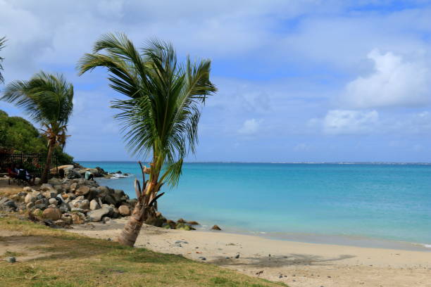 istock Palm tree at a beach on the French side in St Maarten 644829418
