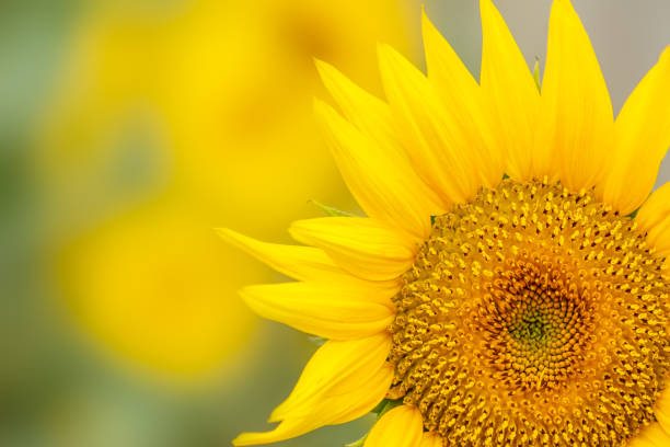 istock Sunflower flowers bloom in the summer 644856502