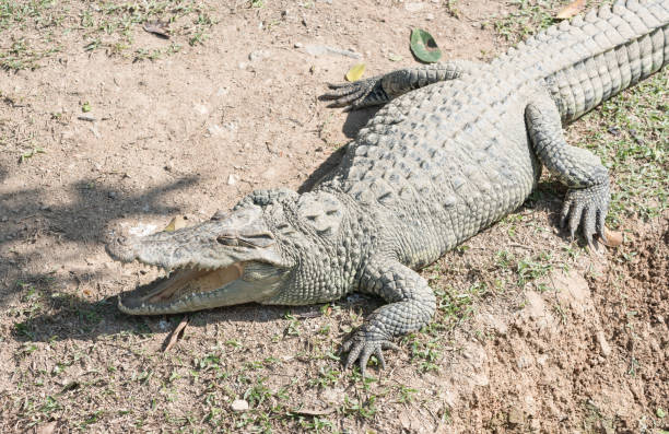 istock Thai freshwater crocodile with open mouth in farm 644901640