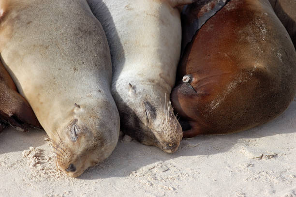 istock close up of three sea lions huddled on a beach 644908036