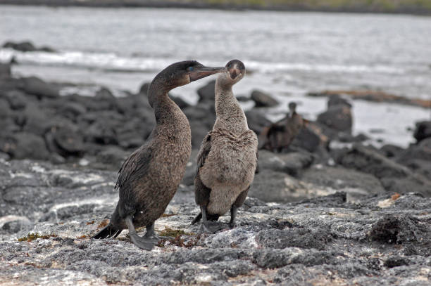 istock flightless cormorants on a black lava beach, Galapagos 644908178