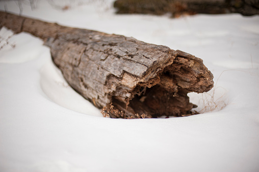 A log lays on the snow covered ground.