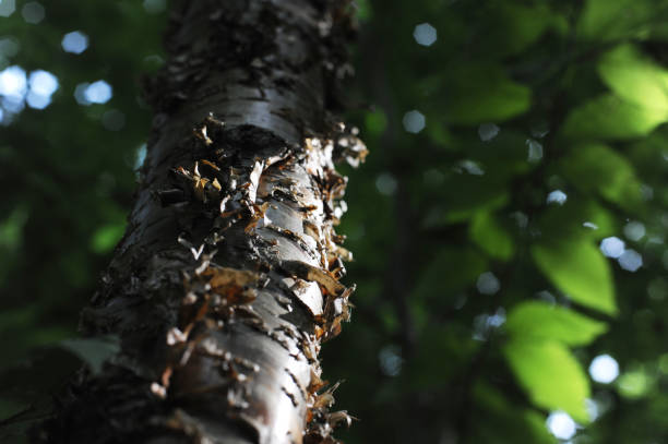 istock Yellow Birch Bark and Foliage 644914252