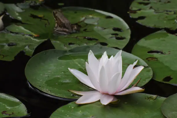 A frog sits on a lilypad among waterlilies.