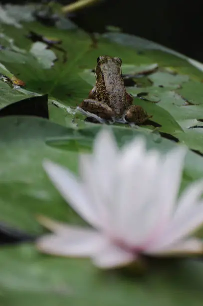A frog sits on a lilypad among waterlilies. The flower is in the foreground, but the frog is the focus.