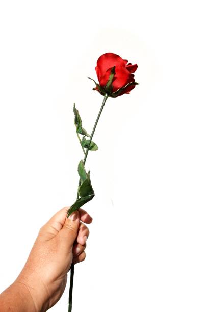 istock Human hand holding a red rose filed on white background 644916544