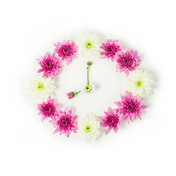 istock Clock made from pink chrysanthemum flower. 644916706