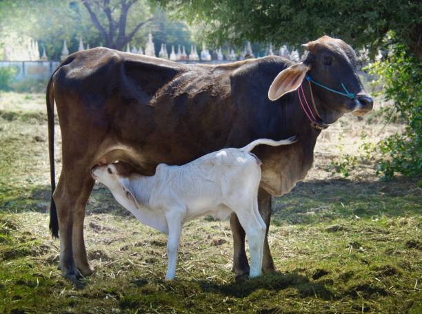 istock Baby White Cow Sucking Milk from Mom Cow 644926362