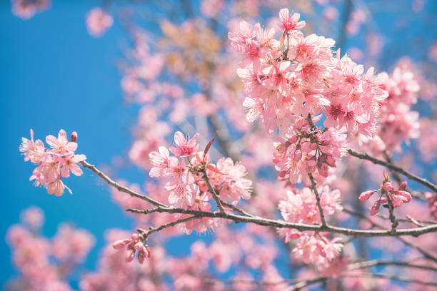 istock Cherry Blossom or Sakura flowers in spring time 644928718