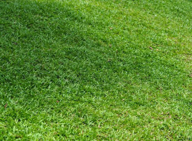 istock Green Grass field in garden. 644928752