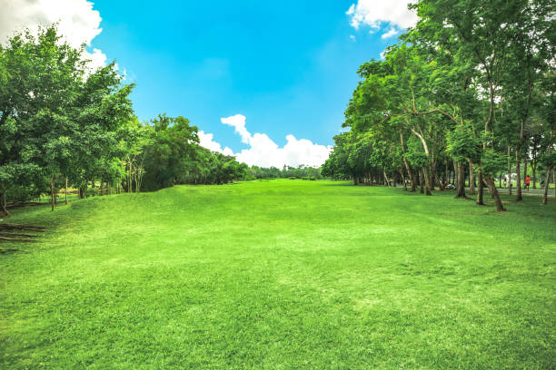 istock Landscape view of grass feilds at park 644929078