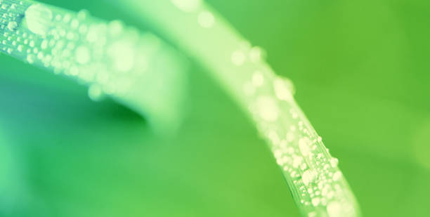 istock Water Drops on Blade of Fresh Grass 644929104