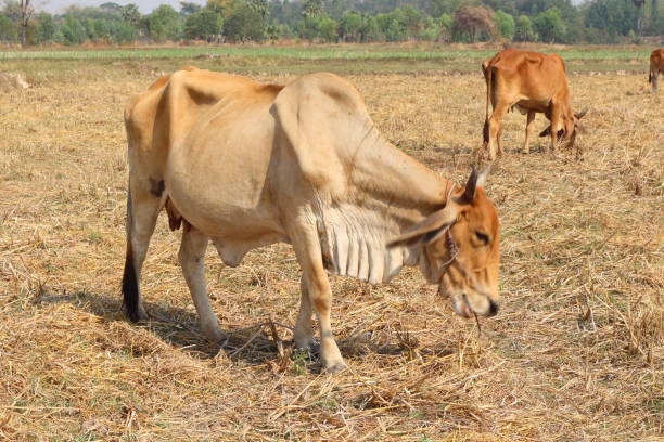istock Brown Cow release tricky natural food. 644929128