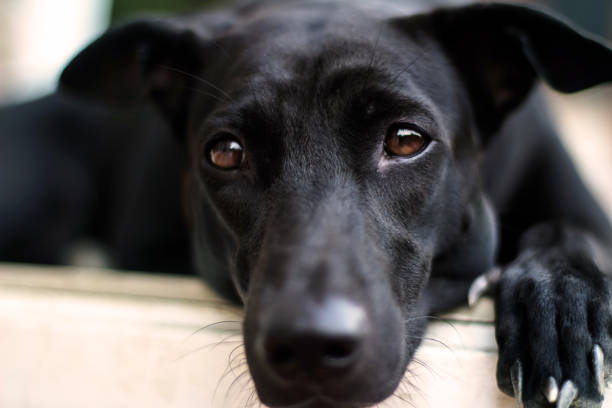 istock Close up lonely face of black dog 644929764