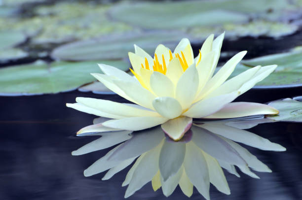 istock Blossom waterlily flower 644932234