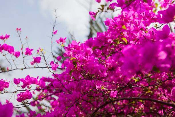 istock pink paper flowers 644934472
