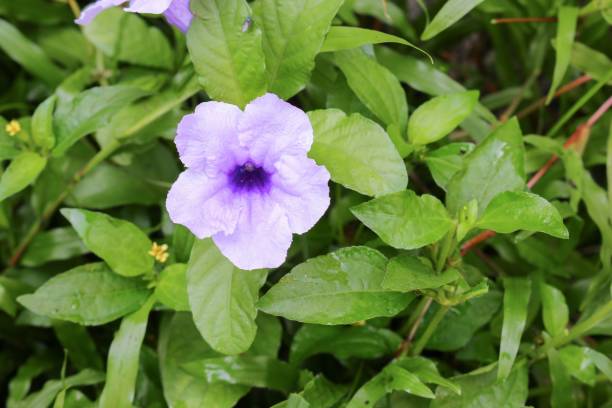 istock Popping pod  flower Purple bloom 644935320