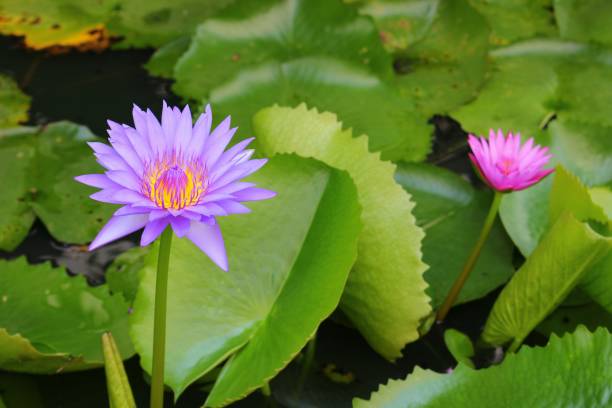 istock Lotus lilly purple on water 644935392