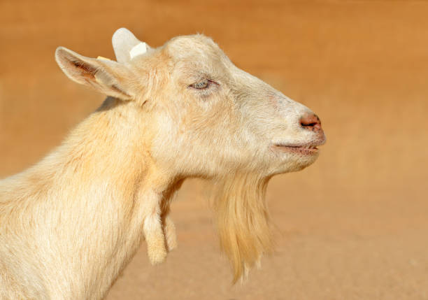 istock Portrait of a goat. 644940964