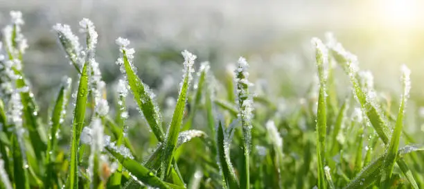 Photo of Ice crystals on green grass close up.