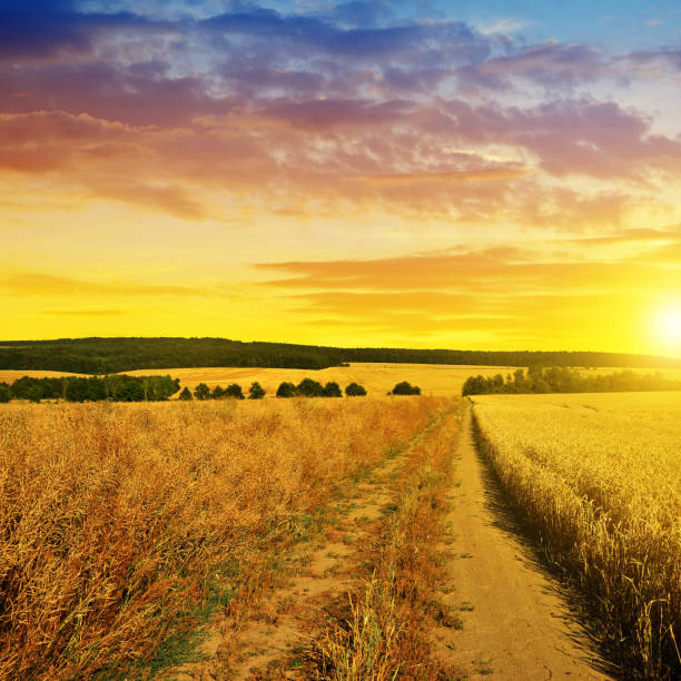 istock Summer rural landscape with dirt road at sunset. 644945308