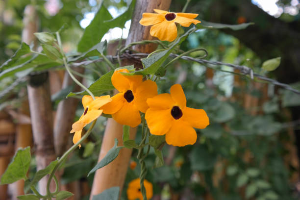 black eyed susan  - daisy susan eyed black zdjęcia i obrazy z banku zdjęć