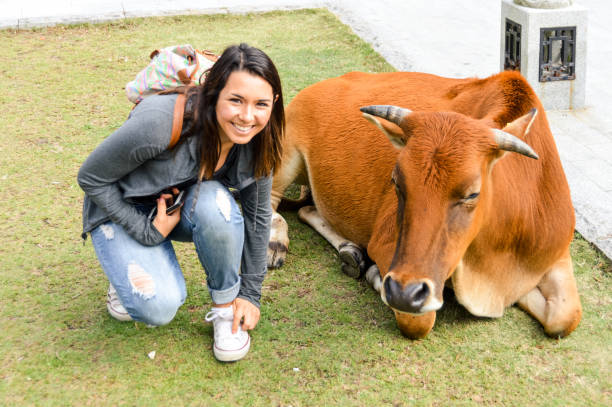 istock Young woman tourist posing with a cow 644948738